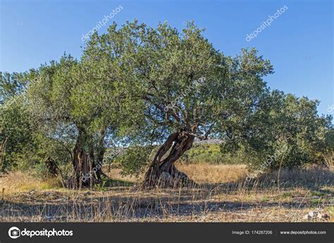 Pictures Old Olive Tree Old Olive Trees — Stock Photo © Shufuu