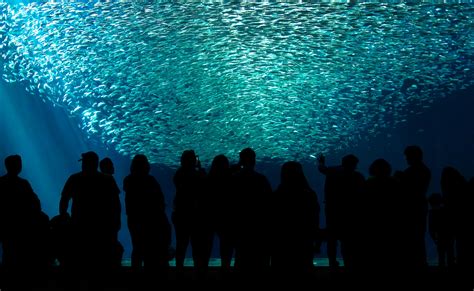 The Incredible Open Ocean Exhibit At Monterey Bay Aquarium Raquariums