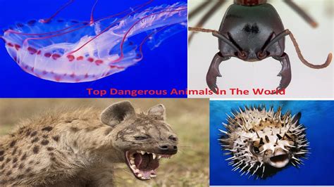 Top Dangerous Animals In The World Top 10 Animals In The