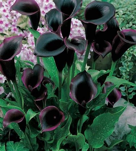 Plant fragrant oriental lilies, bright and bold asiatic lilies, or tall ot lilies this summer. flowers black calla lilies black lily black flowers black ...