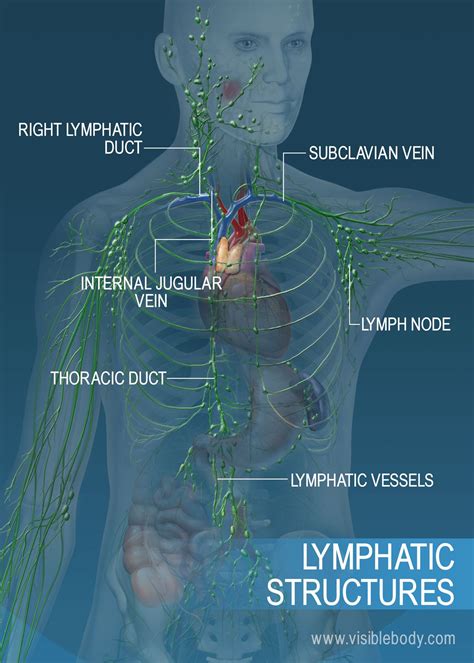 The Lymphatic Vessel Network Across The Torso And Arms Major