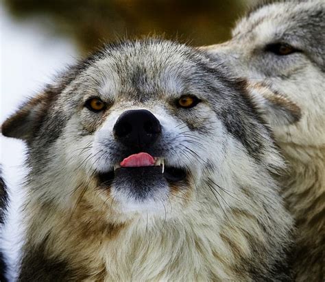 Hd Wallpaper White And Black Wolfdog Hungry Wolf Teeth Tongue