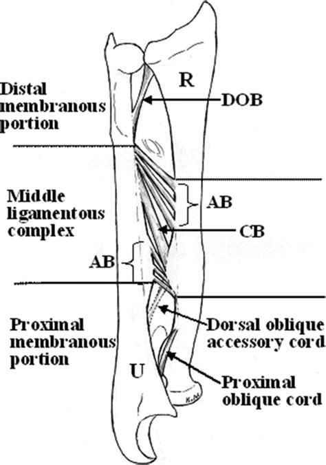 Interosseous Membrane Of Forearm