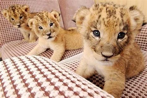 Cute Baby Lion Stock Photos And Pictures Free Download On