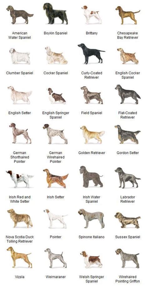 Sporting Group Dogs Dog Breeds Sporting Dogs Dog Pictures