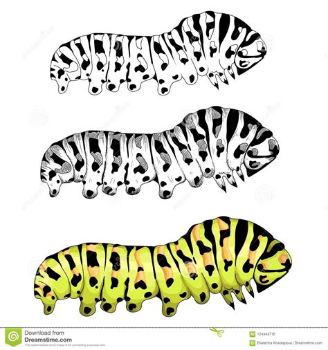 Vector Illustration With A Caterpillar Cartoondealer Com