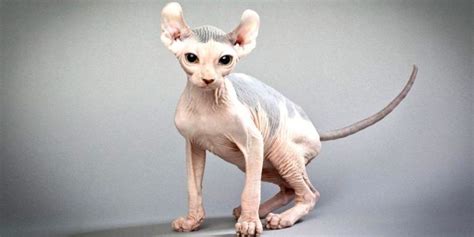 Elf Cat Is A Hairless Cat With Curled Ears Sphynx Cats And Kittens