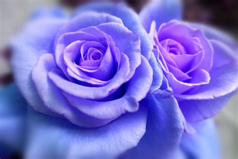 Purple Rose Photography