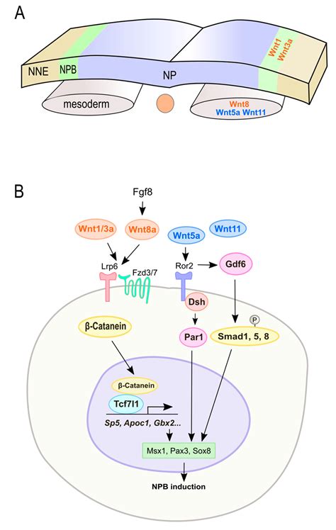 Cells Free Full Text Wnt Signaling In Neural Crest Ontogenesis And