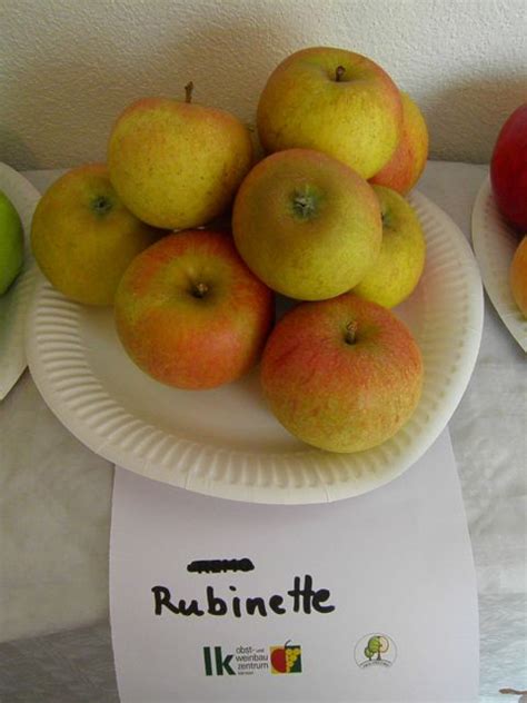 Starinske sorte jabolk in hrušk (2. del) - predvajalnik fotografij