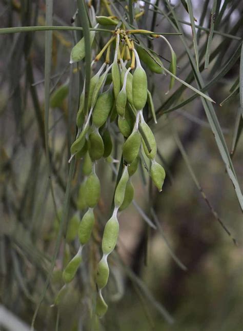 Acacia Stenophylla Northwest Of Blackall Qld 280922 Flickr