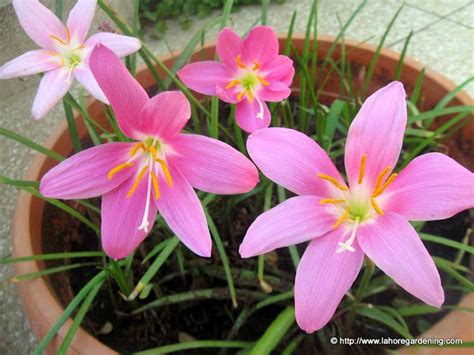 We did not find results for: Garden geek: Growing Flowering bulbs in warm climates ...