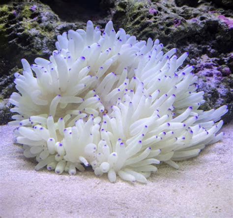 Also Known As Leathery Sea Anemone Long Tentacle Anemone Or Purple