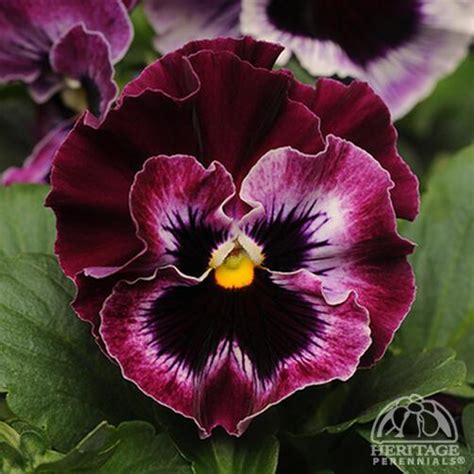 Plant Profile For Viola × Wittrockiana Frizzle Sizzle ‘raspberry