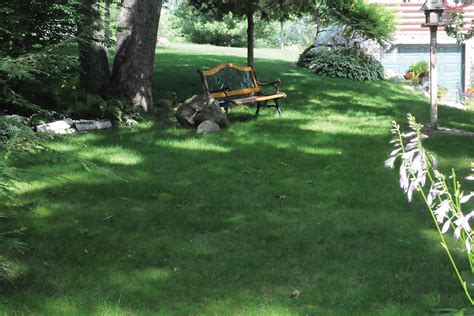 No Mow Grass Grass Alternatives Houselogic Lawn Tips