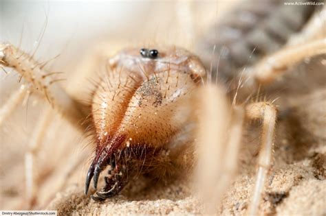 Nope, because camel spiders don't have any venom. Camel Spider Facts, Pictures & In-Depth Information ...