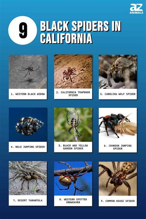 Discover 9 Black Spiders In California A Z Animals