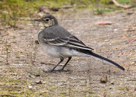 Pied Wagtail By Steve Cribbin Birdguides