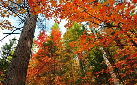 Forest Trees Trunk Red Leaves Maple Autumn Wallpaper Nature And