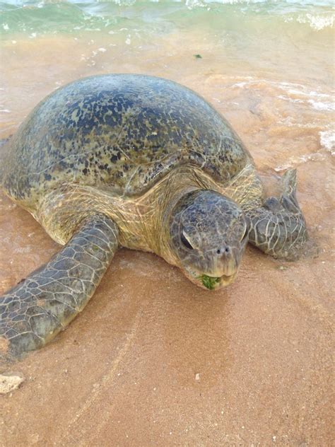 Hikkaduwa Wild Turtles Beautiful Places To Travel Sri Lanka