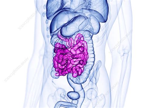 Small Intestine Illustration Stock Image F0295516 Science Photo