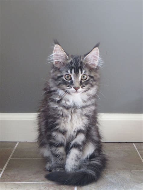 7 Lawrence Maine Coon Kittens For Sale Dua Enam