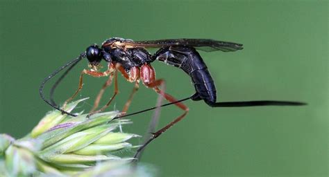 Ichneumon Wasps The Daily Garden
