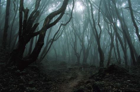 Scary Woods Haunted Forest Haunted Woods