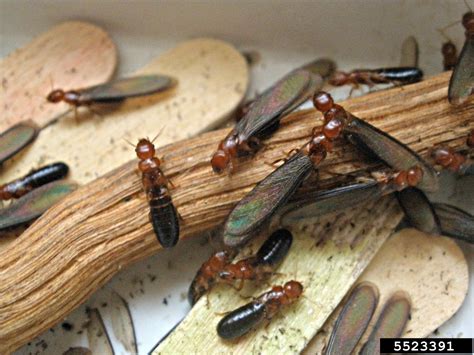 Western Drywood Termite Incisitermes Minor Isoptera Kalotermitidae