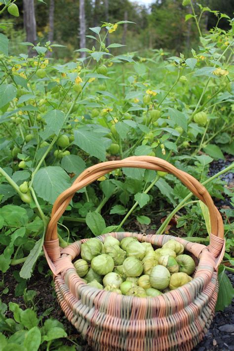 We did not find results for: Growing Tomatillos
