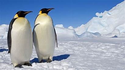 Penguin Penguins Emperor Desktop Royal Habitat Wallpapers