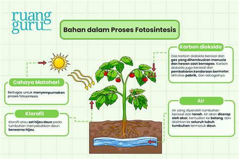 Tumbuhan Pengertian Fotosintesis Fungsi Dan Proses Fotosintesis The