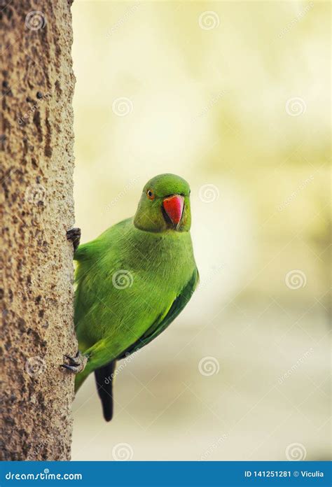 Green Parrot With A Red Beak On The Wall Close Up Stock Image Image