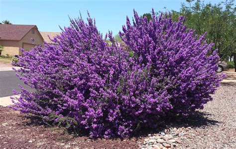 Purple flowering bushes in arizona. common chihuahuan sage family scrophulariaceae origin ...