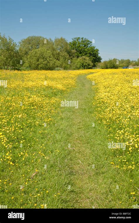 The Thames Path As It Winds Through Meadows On The Upper Reaches Near
