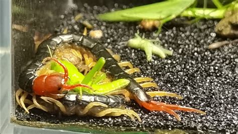 Centipede Dinner Crickets Mantis Spiders Bugs Frogs Who Will It