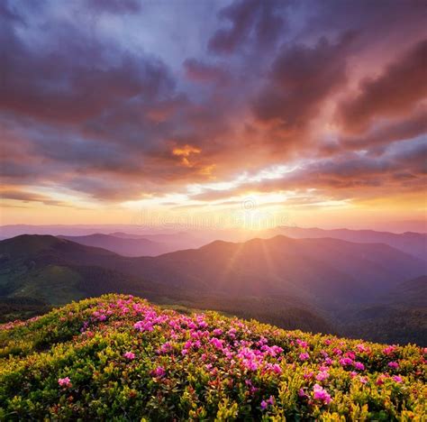 Mountains During Flowers Blossom And Sunrise Flowers On The Mountain