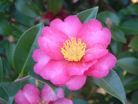 Crabapple Landscapexperts Winter Flowering Shrubs Part 1 Of 4