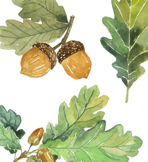 Oak Leaves And Acorns Watercolor Clip Art Printable Foliage Forest