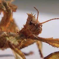 Some insects only live for hours; Spiny Leaf Stick Insect | The Animal Facts