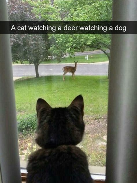 40 Cute Funny Snapchat Animal Pictures That Will Put A