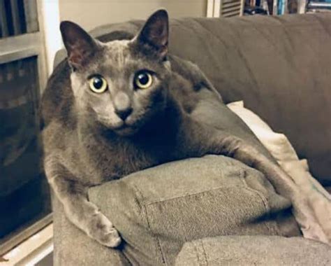 Siamese Russian Blue Mix Cat For Adoption Honolulu Hi Adopt Nui