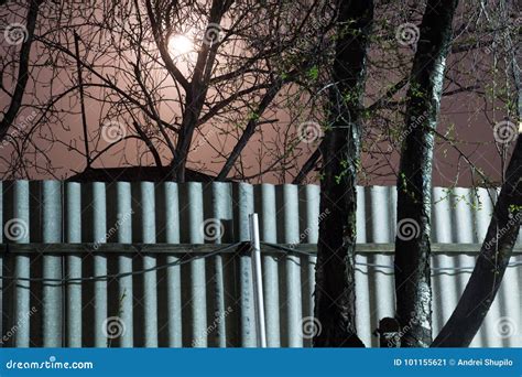 Night Photography Moon Over The Fence And Trees Stock Image Image Of