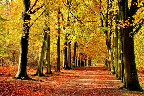 Autumn Fall Landscape Nature Tree Forest Leaf Leaves Fence Path Trail Road Wallpapers