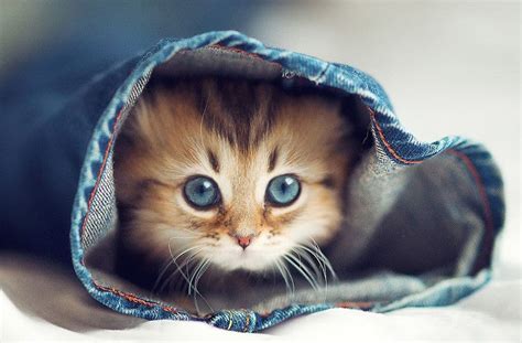 Hình Mèo Cute Nhất ️ Ảnh Con Mèo Dễ Thương Đáng Yêu 1 Phút Tiết Kiệm
