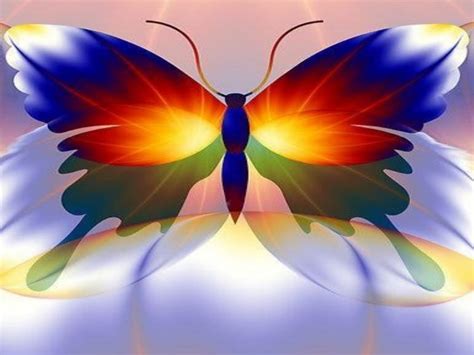 48 Colorful Butterfly Wallpaper Wallpapersafari