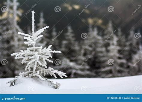 Winter Landscape With Snow Covered Small Pine Tree Stock Photo Image