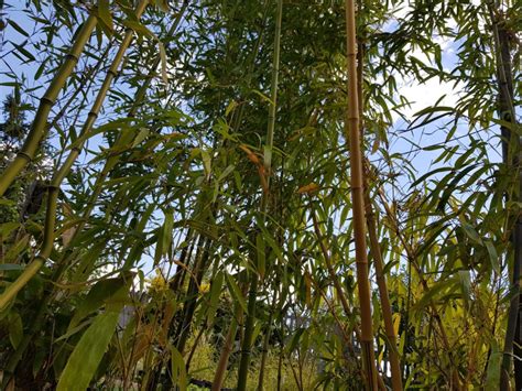 Jaki Bambus Wybrać Bambusy Drzewiaste Bambusowy Sen