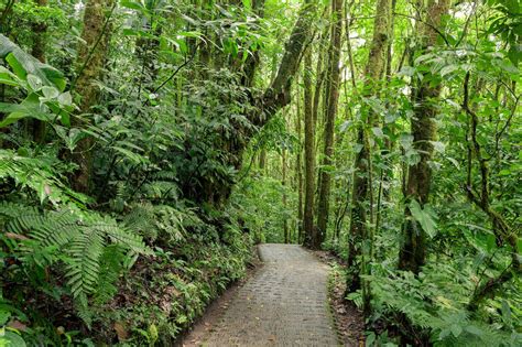 The Cloud Forest Of Monteverde