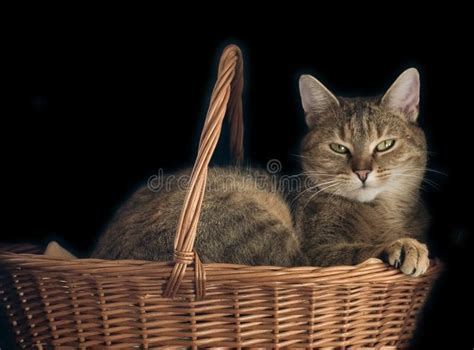 Cat In Basket Stock Image Image Of Light Hunter Cute 7568441